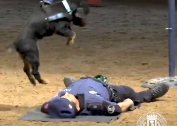 Героический Пончо: испанская полиция продемонстрировала собаку-дефибриллятор