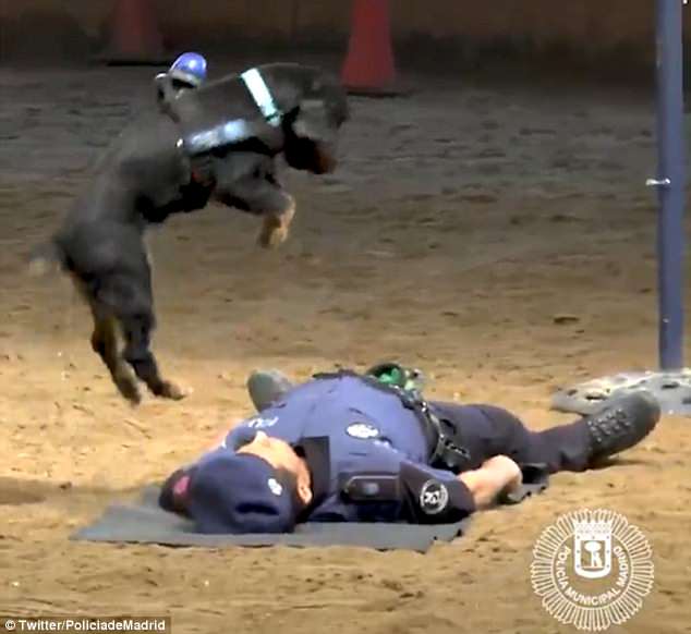 Героический Пончо: испанская полиция продемонстрировала собаку-дефибриллятор
