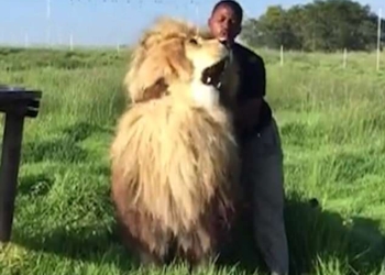 Кошка любит нежность. Даже когда она большая