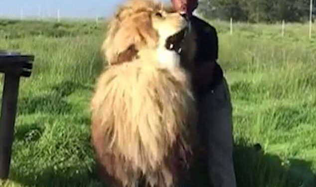 Кошка любит нежность. Даже когда она большая