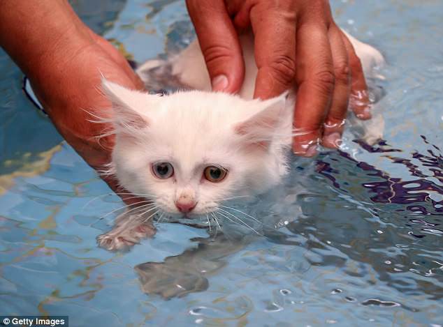 Чтобы сохранить аборигенную породу кошек, в Турции построили специальные бассейны 3