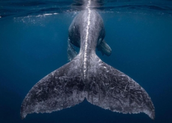 «Русалка» и все-все-все: лучшие фотографии 2018 года от National Geographic