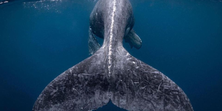 «Русалка» и все-все-все: лучшие фотографии 2018 года от National Geographic