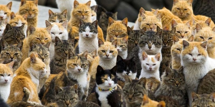 «Мурлыкающий остров»: в Японии есть место, где живут практически одни коты