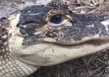 Даже к аллигаторам, оказывается, надо приставлять охрану: в США украли Снежка