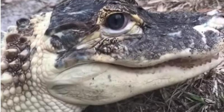 Даже к аллигаторам, оказывается, надо приставлять охрану: в США украли Снежка
