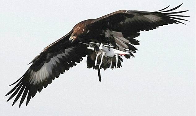 Обознался: во Франции на 5-летнюю девочку напал орел, натренированный охотиться на беспилотники