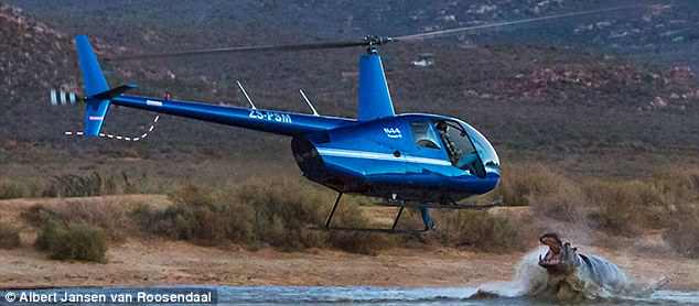 В жизни всегда есть место странностям: в Южной Африке бегемот напал на летящий вертолет 3