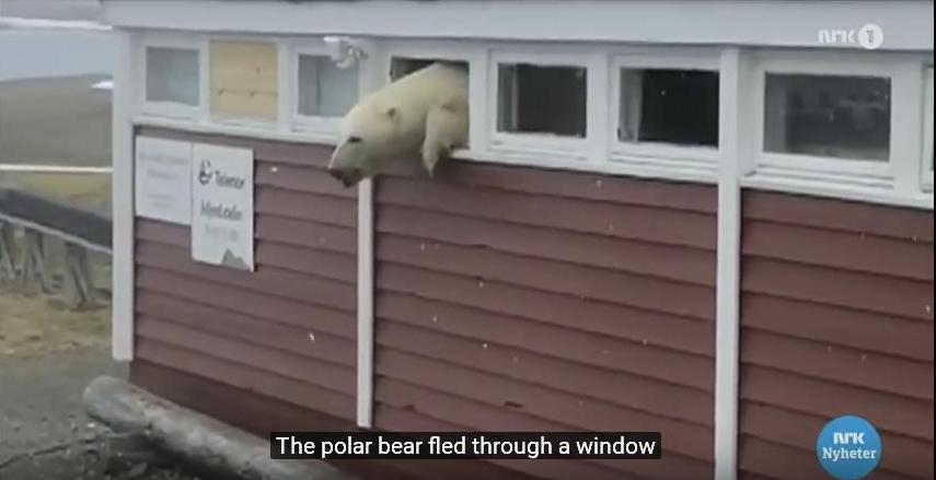 Почти Винни-Пух: белый медведь застрял в окне склада на Шпицбергене 1