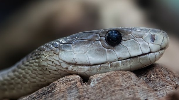 «Моя смерть не будет напрасной»: отрубленная голова гремучей змеи укусила американца