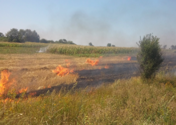 В Херсонской области сгорели 170 гектаров пшеницы