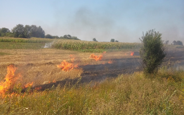 В Херсонской области сгорели 170 гектаров пшеницы