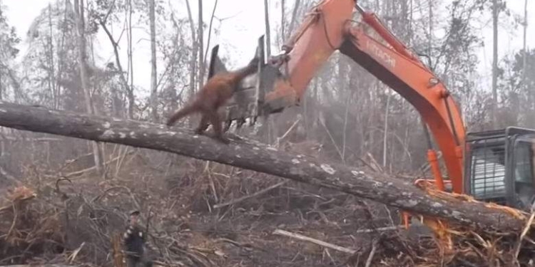Он защищал свою родину. Орангутан бросился на экскаватор, спасая свой лес