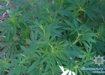 На Снигиревщине полиция нашла у местных жителей большую плантацию конопли и две маленькие