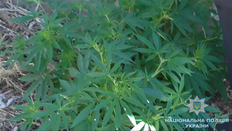 На Снигиревщине полиция нашла у местных жителей большую плантацию конопли и две маленькие