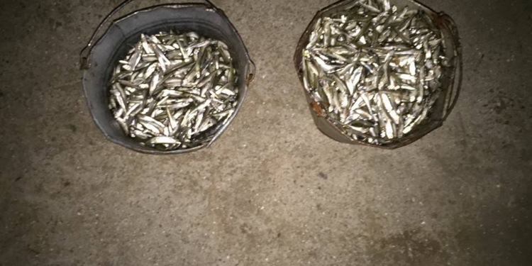 В Николаеве рыбоохранный патруль поймал рыбачка, набраконьерившего два ведра атеринки