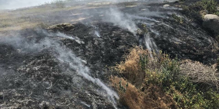 На Николаевщине продолжаются пожары на открытых территориях: за сутки выгорело 5,5 га, но пожарным удалось спасти 11 овец