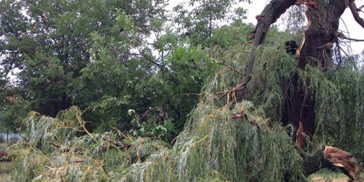 В Новом Буге спасатели убрали рухнувшее на территории Новобугской ЦРБ дерево