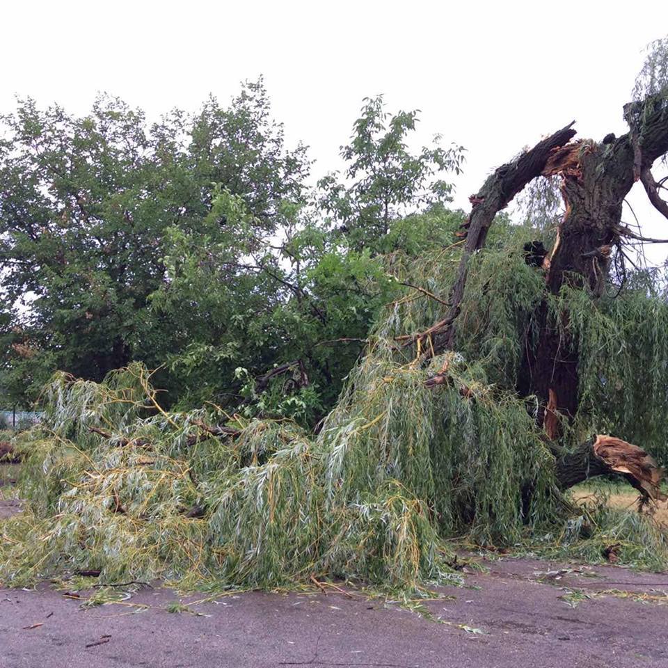 В Новом Буге спасатели убрали рухнувшее на территории Новобугской ЦРБ дерево 1