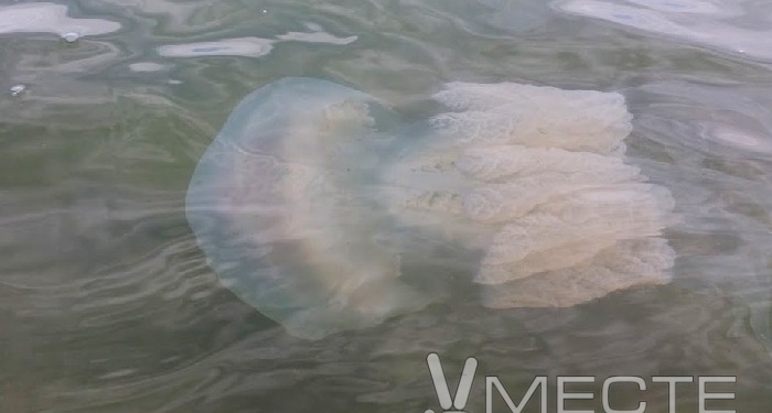 На побережье Азовского моря – нашествие корнеротов. Отдыхающие жалуются на ожоги