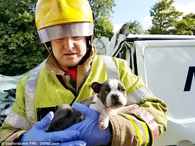 Он должен долго жить: английские пожарные почти час разрезали искореженный в ДТП минивен, чтобы спасти месячного щенка 5