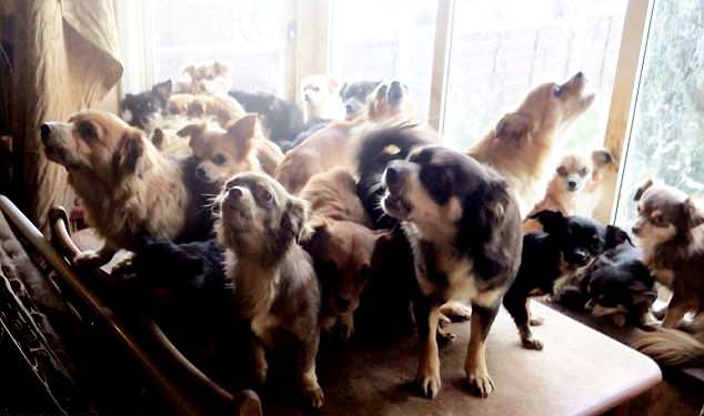 В доме британской пары нашли 82 чихуахуа