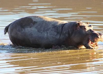 В жизни всегда есть место странностям: в Южной Африке бегемот напал на летящий вертолет