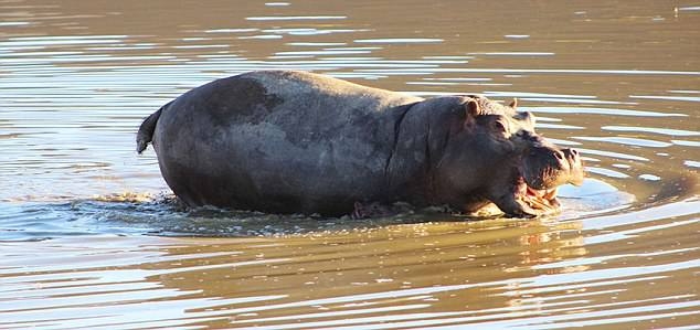 В жизни всегда есть место странностям: в Южной Африке бегемот напал на летящий вертолет