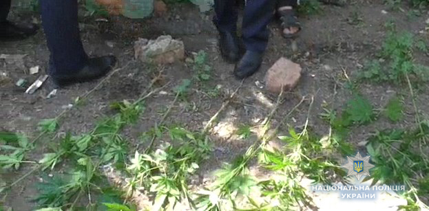Житель Еланецкого района выращивал коноплю «для лечения суставов» - полицейские изъяли 330 кустов наркотического растения 5
