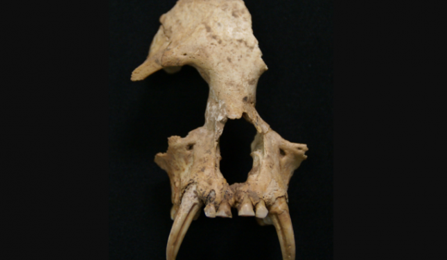 Ученые обнаружили в древней императорской гробнице останки неизвестного вида обезьян