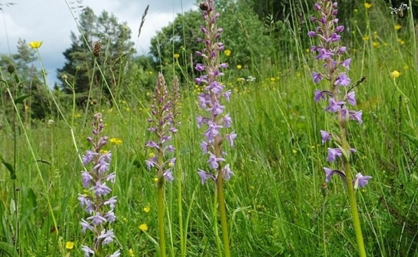 В Луганской области обнаружили редкую дикую орхидею