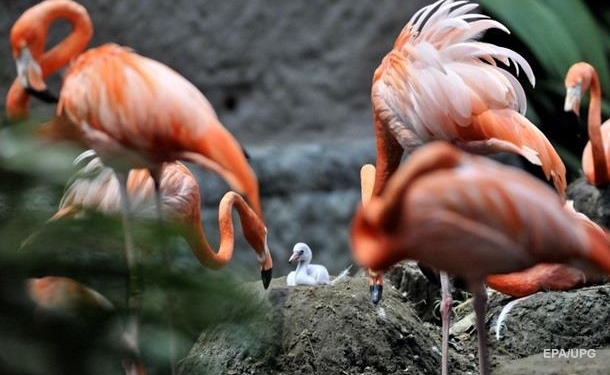 Розовые фламинго вернулись на Сиваш