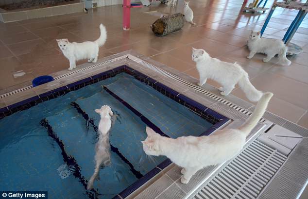 Чтобы сохранить аборигенную породу кошек, в Турции построили специальные бассейны 7