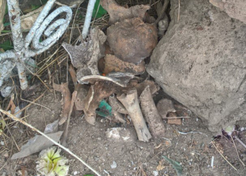 При уборке несанкционированной свалки на одном из кладбищ Николаева были найдены человеческие останки