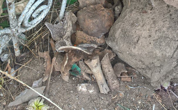 При уборке несанкционированной свалки на одном из кладбищ Николаева были найдены человеческие останки