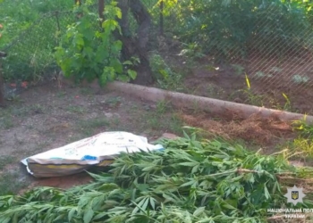 И от сорняков пропалывал, и удобрял: на Николаевщине у «агротехника» изъяли 122 куста конопли