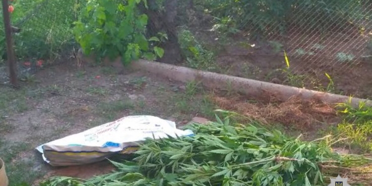 И от сорняков пропалывал, и удобрял: на Николаевщине у «агротехника» изъяли 122 куста конопли