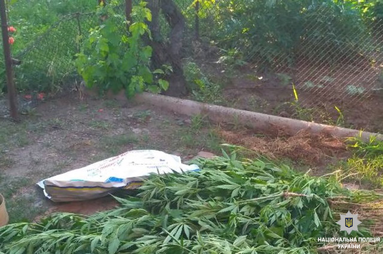 И от сорняков пропалывал, и удобрял: на Николаевщине у «агротехника» изъяли 122 куста конопли