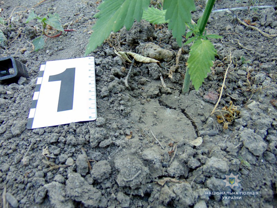 В Доманевском районе полицейские обнаружили мини-плантацию конопли 7