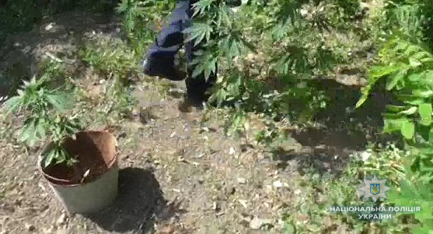 Житель Еланецкого района выращивал коноплю «для лечения суставов» – полицейские изъяли 330 кустов наркотического растения