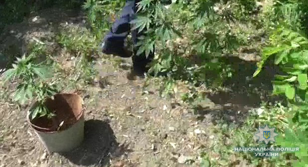 Житель Еланецкого района выращивал коноплю «для лечения суставов» - полицейские изъяли 330 кустов наркотического растения 1