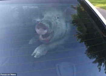 В Бразилии после ДТП с грузовиком местные жители разобрали оставшихся в живых свиней по домам