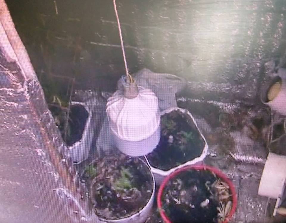 Житель Южноукраинска выращивал коноплю на балконе многоэтажки – весь «урожай» забрали правоохранители 5