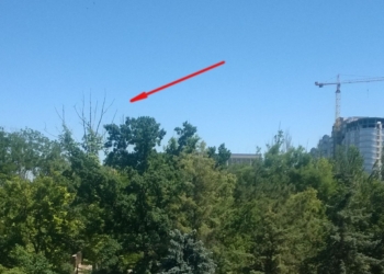 Помоги департаменту ЖКХ найти сухие деревья для обрезки. Чиновники объявили акцию в Николаеве