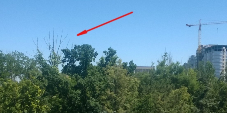 Помоги департаменту ЖКХ найти сухие деревья для обрезки. Чиновники объявили акцию в Николаеве