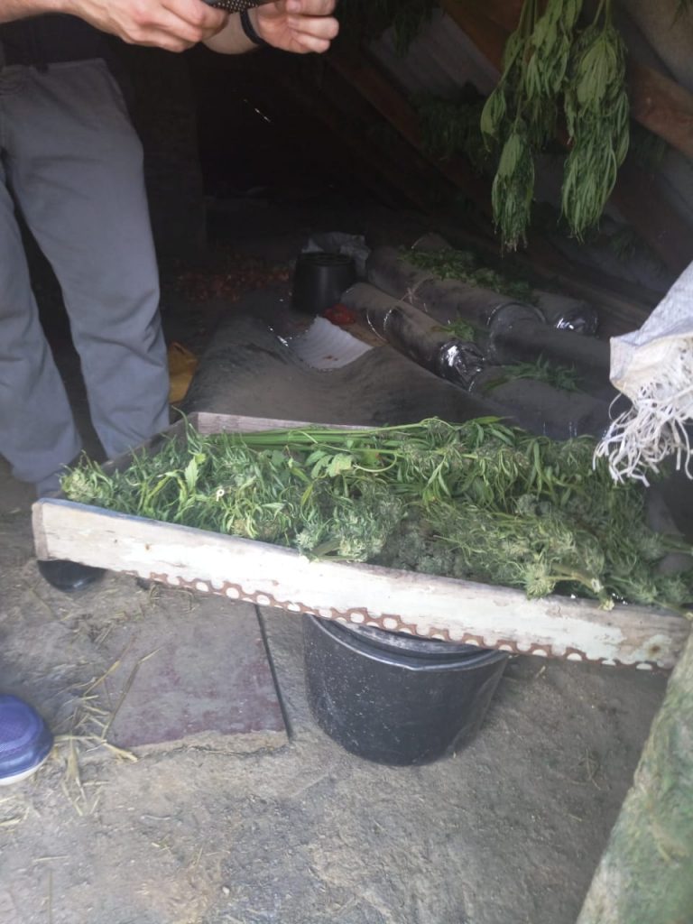 На Николаевщине обанкротившийся фермер обустроил плантацию, на которой вырастил марихуаны на 1,5 миллиона 3