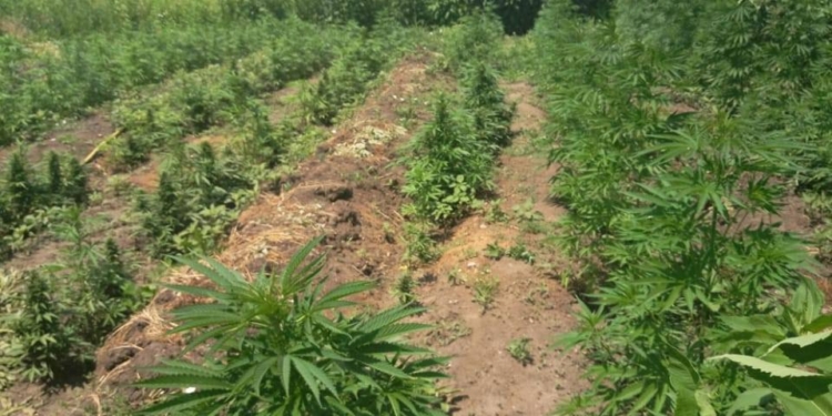 На Николаевщине обанкротившийся фермер обустроил плантацию, на которой вырастил марихуаны на 1,5 миллиона