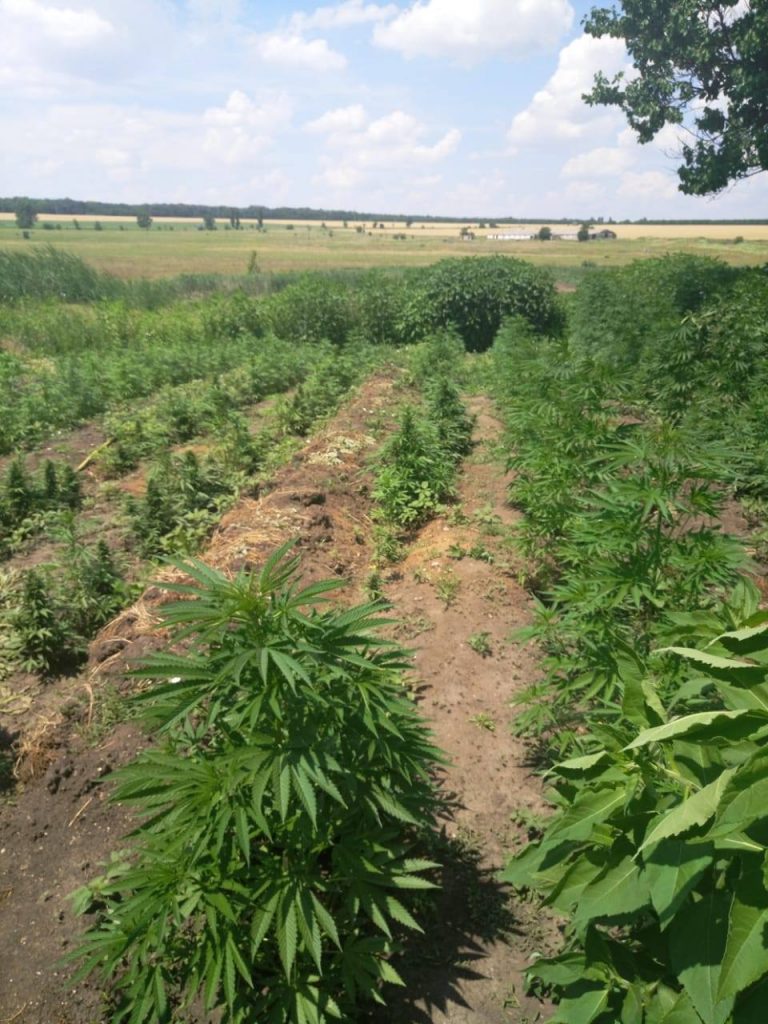 На Николаевщине обанкротившийся фермер обустроил плантацию, на которой вырастил марихуаны на 1,5 миллиона 1