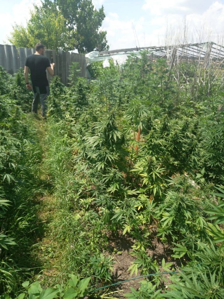 На Николаевщине обанкротившийся фермер обустроил плантацию, на которой вырастил марихуаны на 1,5 миллиона 7