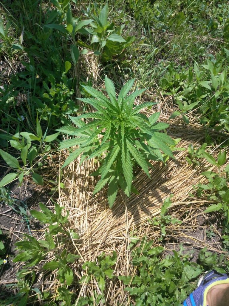 На Николаевщине обанкротившийся фермер обустроил плантацию, на которой вырастил марихуаны на 1,5 миллиона 5
